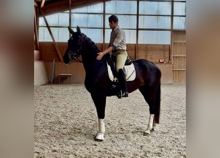 Oldenburger, Stute, 4 Jahre, 165 cm, Schwarzbrauner