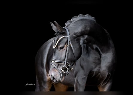 Oldenburger, Stute, 4 Jahre, 165 cm, Schwarzbrauner