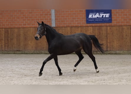 Oldenburger, Stute, 4 Jahre, 165 cm, Schwarzbrauner