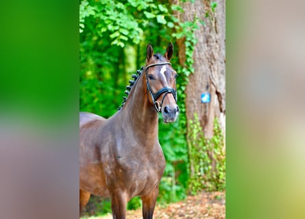 Oldenburger, Stute, 4 Jahre, 166 cm, Brauner