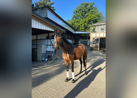 Oldenburger, Stute, 4 Jahre, 166 cm, Brauner