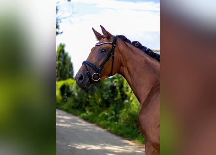 Oldenburger, Stute, 4 Jahre, 166 cm, Brauner