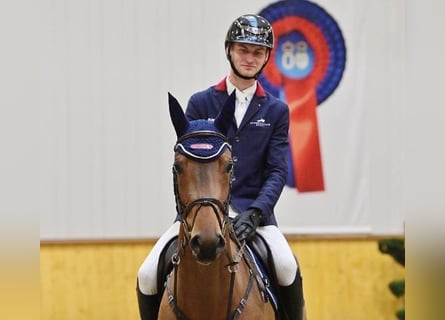 Oldenburger, Stute, 4 Jahre, 166 cm, Brauner