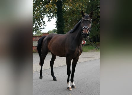 Oldenburger, Stute, 4 Jahre, 166 cm, Brauner