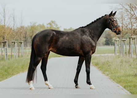 Oldenburger, Stute, 4 Jahre, 166 cm, Dunkelbrauner