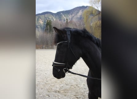 Oldenburger, Stute, 4 Jahre, 166 cm, Rappe