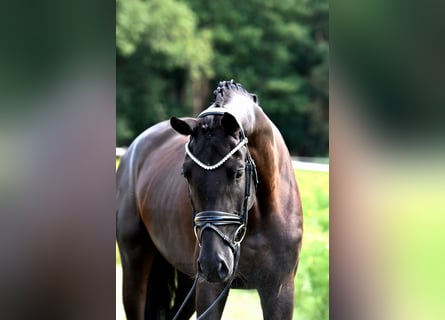 Oldenburger, Stute, 4 Jahre, 166 cm, Rappe