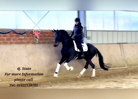 Oldenburger, Stute, 4 Jahre, 166 cm, Schwarzbrauner