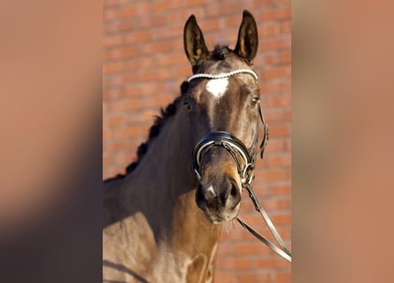 Oldenburger, Stute, 4 Jahre, 166 cm, Schwarzbrauner