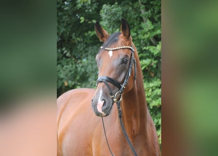 Oldenburger, Stute, 4 Jahre, 167 cm, Brauner