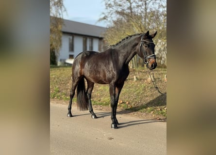 Oldenburger, Stute, 4 Jahre, 167 cm, Brauner