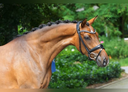 Oldenburger, Stute, 4 Jahre, 167 cm, Brauner