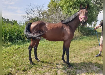 Oldenburger, Stute, 4 Jahre, 167 cm, Brauner