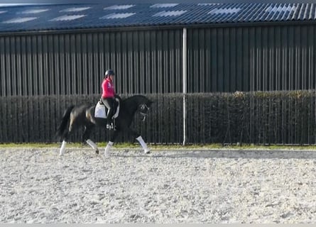 Oldenburger, Stute, 4 Jahre, 167 cm, Dunkelbrauner