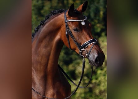 Oldenburger, Stute, 4 Jahre, 167 cm, Dunkelbrauner