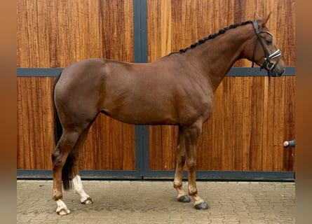 Oldenburger, Stute, 4 Jahre, 167 cm, Dunkelfuchs