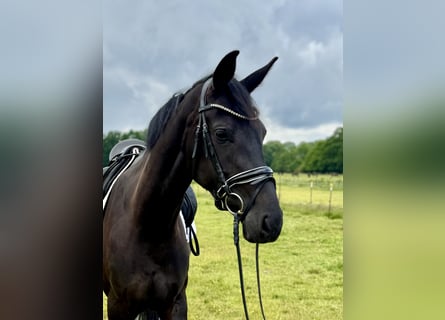 Oldenburger, Stute, 4 Jahre, 167 cm, Rappe