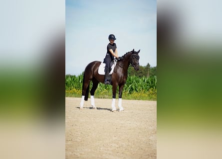 Oldenburger, Stute, 4 Jahre, 167 cm, Rappe