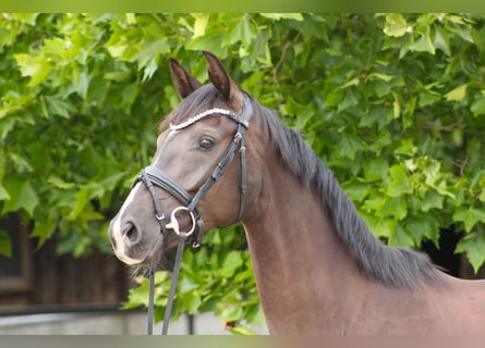 Oldenburger, Stute, 4 Jahre, 167 cm, Rappe