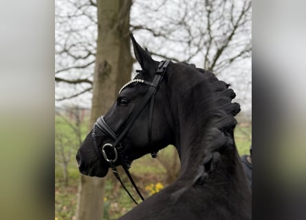 Oldenburger, Stute, 4 Jahre, 167 cm, Rappe