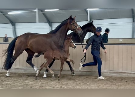 Oldenburger, Stute, 4 Jahre, 168 cm, Brauner