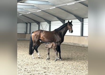 Oldenburger, Stute, 4 Jahre, 168 cm, Brauner