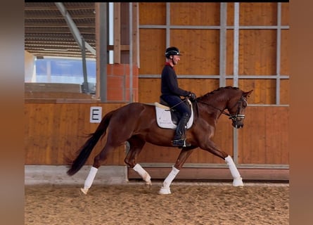 Oldenburger, Stute, 4 Jahre, 168 cm, Dunkelfuchs