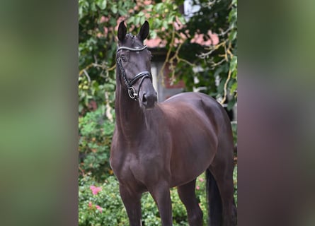 Oldenburger, Stute, 4 Jahre, 168 cm, Rappe
