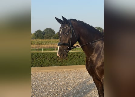 Oldenburger, Stute, 4 Jahre, 168 cm, Rappe