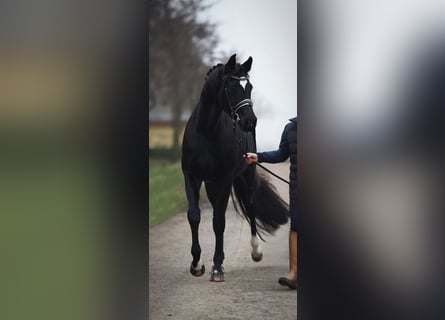 Oldenburger, Stute, 4 Jahre, 168 cm, Rappe