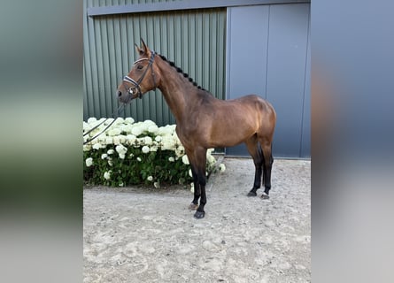 Oldenburger, Stute, 4 Jahre, 169 cm, Brauner