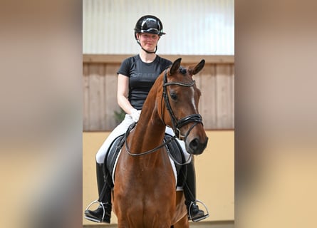 Oldenburger, Stute, 4 Jahre, 169 cm, Brauner