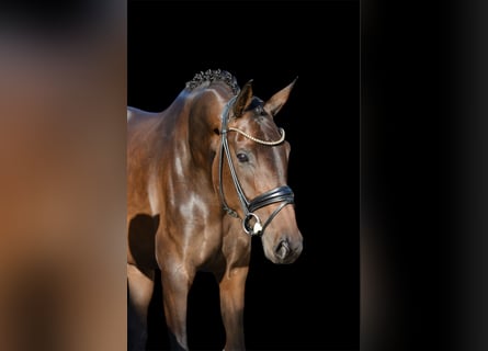 Oldenburger, Stute, 4 Jahre, 169 cm, Dunkelbrauner