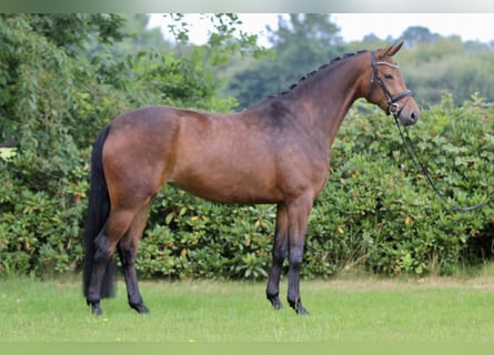 Oldenburger, Stute, 4 Jahre, 169 cm, Dunkelbrauner