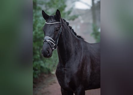 Oldenburger, Stute, 4 Jahre, 169 cm, Rappe