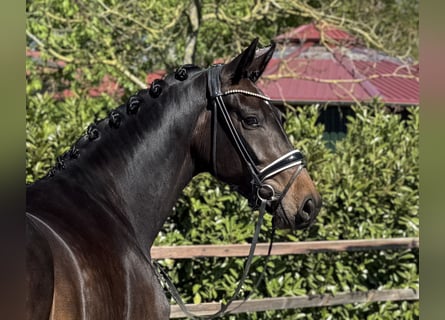 Oldenburger, Stute, 4 Jahre, 169 cm, Schwarzbrauner
