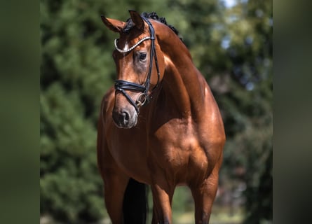 Oldenburger, Stute, 4 Jahre, 170 cm, Brauner
