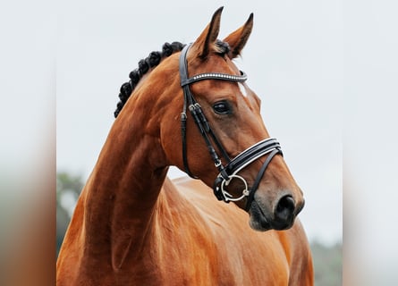 Oldenburger, Stute, 4 Jahre, 170 cm, Brauner