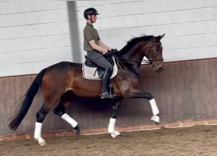 Oldenburger, Stute, 4 Jahre, 170 cm, Brauner