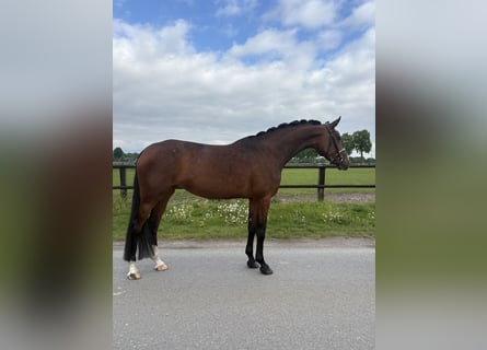 Oldenburger, Stute, 4 Jahre, 170 cm, Brauner