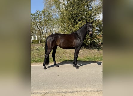 Oldenburger, Stute, 4 Jahre, 170 cm, Brauner