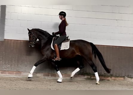 Oldenburger, Stute, 4 Jahre, 170 cm, Dunkelbrauner