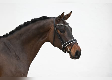 Oldenburger, Stute, 4 Jahre, 170 cm, Dunkelbrauner