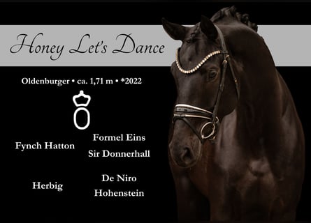 Oldenburger, Stute, 4 Jahre, 170 cm, Schwarzbrauner