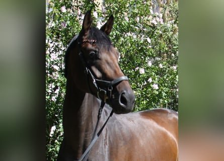 Oldenburger, Stute, 4 Jahre, 171 cm, Brauner