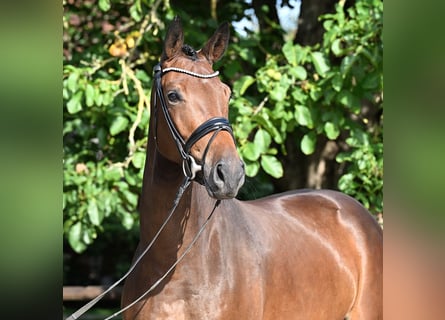 Oldenburger, Stute, 4 Jahre, 171 cm, Dunkelbrauner