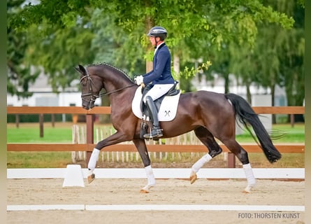 Oldenburger, Stute, 4 Jahre, 171 cm, Rappe