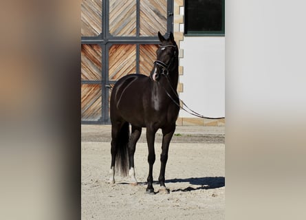 Oldenburger, Stute, 4 Jahre, 172 cm, Dunkelbrauner