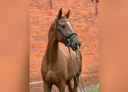 Oldenburger, Stute, 4 Jahre, 172 cm, Dunkelfuchs