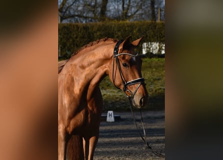 Oldenburger, Stute, 4 Jahre, 172 cm, Fuchs